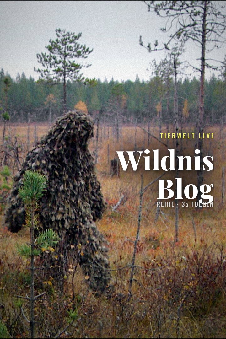 TIERWELT Live - Wildnis Blog kostenlos streamen | dailyme