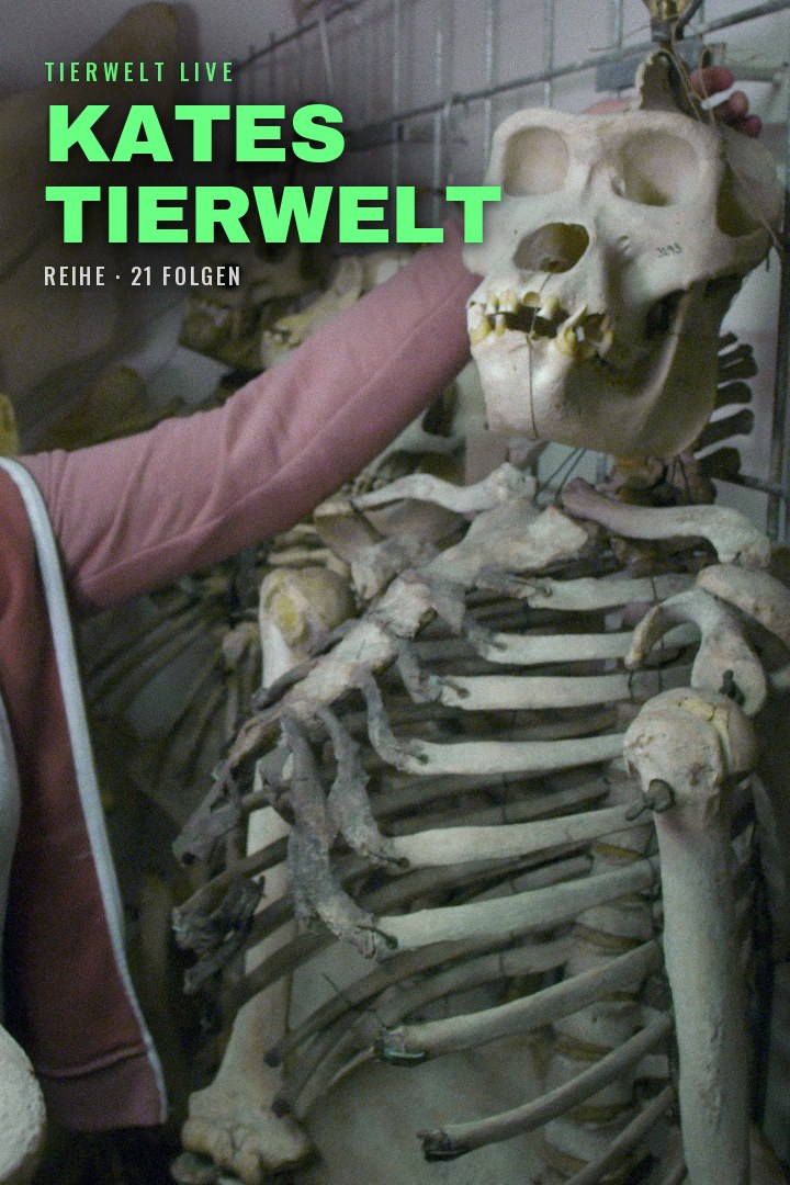 Kates Tierwelt