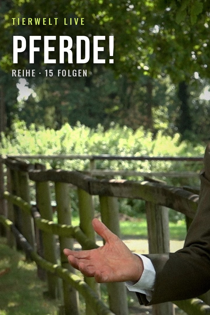 TIERWELT Live - Pferde! kostenlos streamen | dailyme