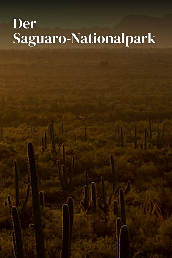 Der Saguaro-Nationalpark