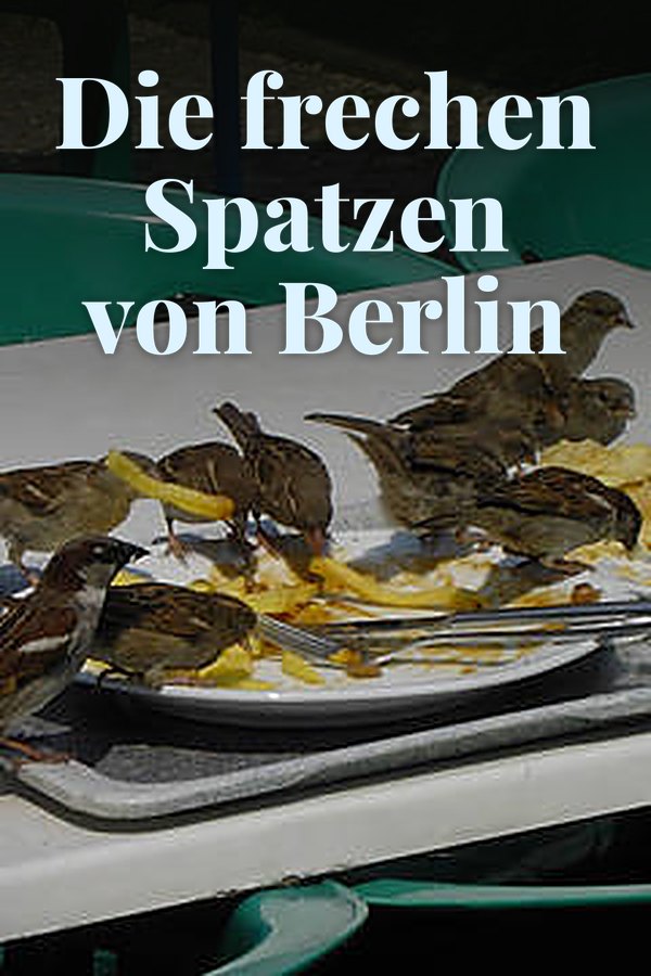 Die frechen Spatzen von Berlin