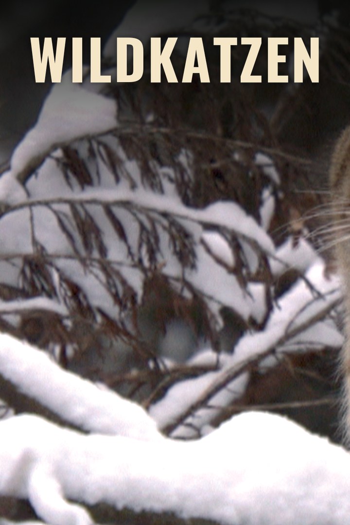 Wildkatzen