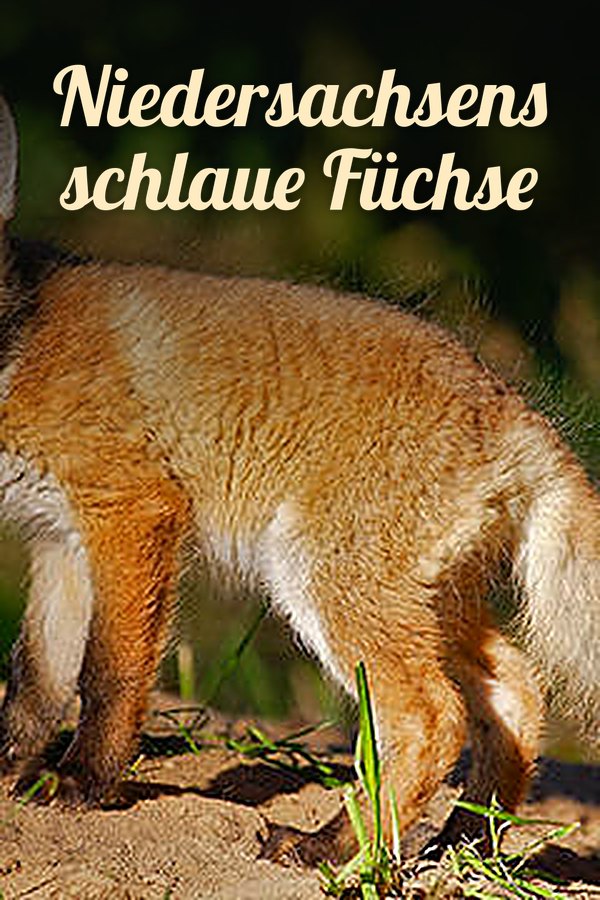 Niedersachsens schlaue Füchse