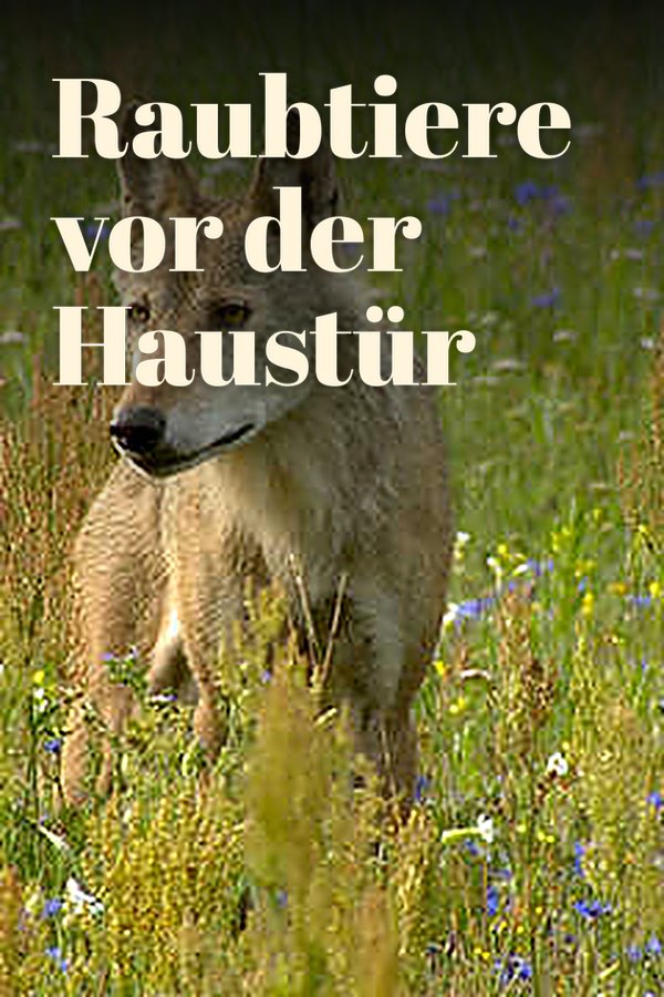 Raubtiere vor der Haustür