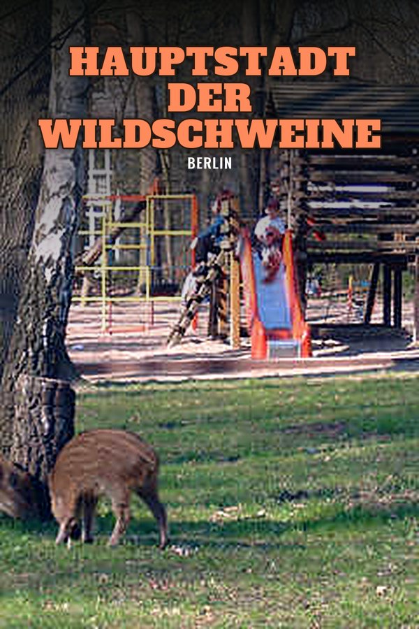 Hauptstadt der Wildschweine - Berlin