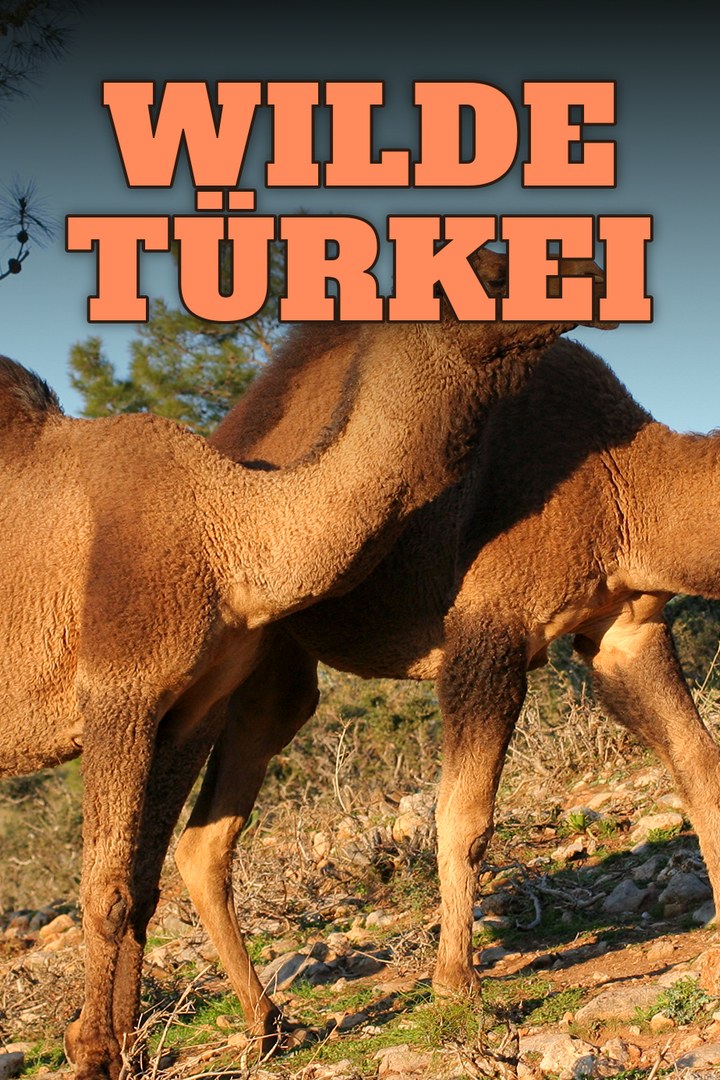 Wilde Türkei