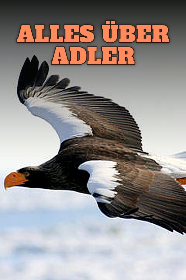 Alles über Adler