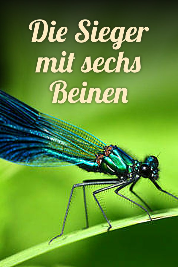 Die Sieger mit sechs Beinen