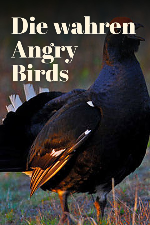 Die wahren Angry Birds