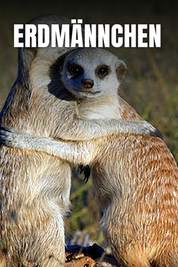 Erdmännchen