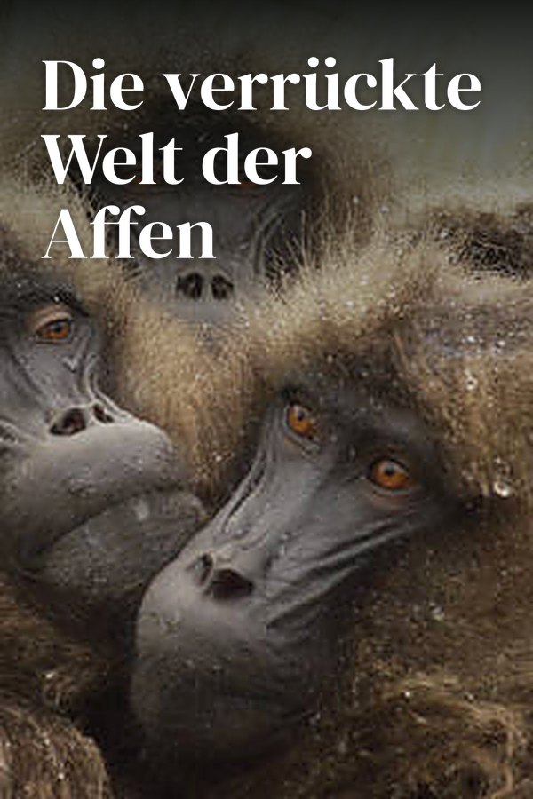 Die verrückte Welt der Affen