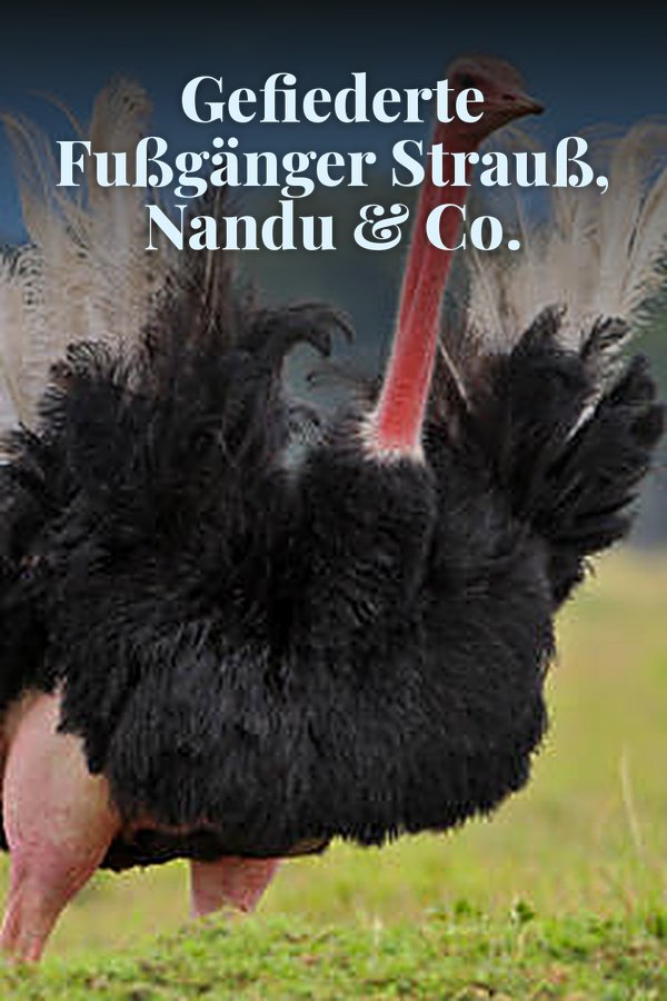 Gefiederte Fußgänger Strauß, Nandu & Co.