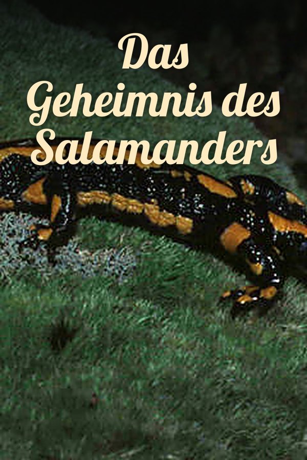 Das Geheimnis des Salamanders