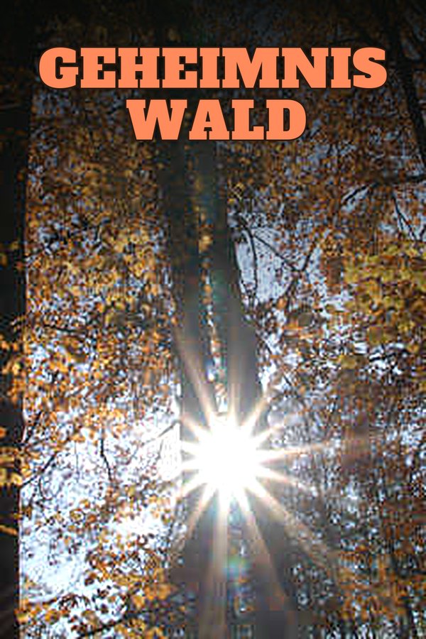 Geheimnis Wald