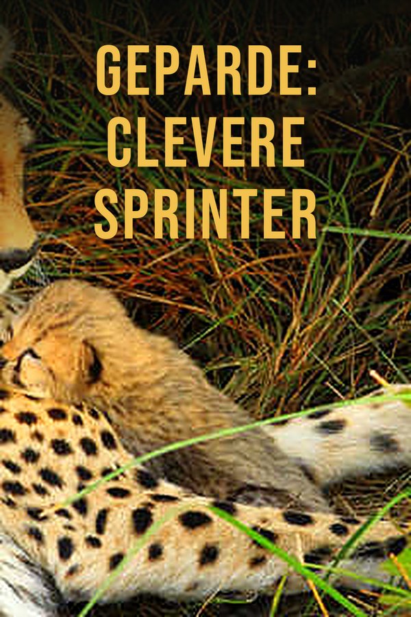 Geparde: Clevere Sprinter