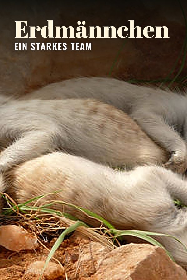 Erdmännchen - Ein starkes Team