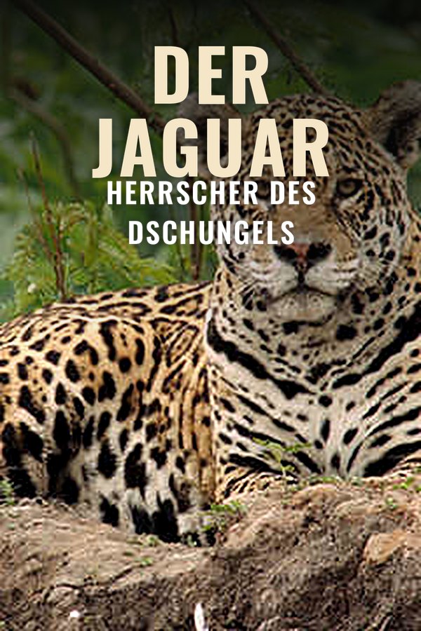 Der Jaguar - Herrscher des Dschungels
