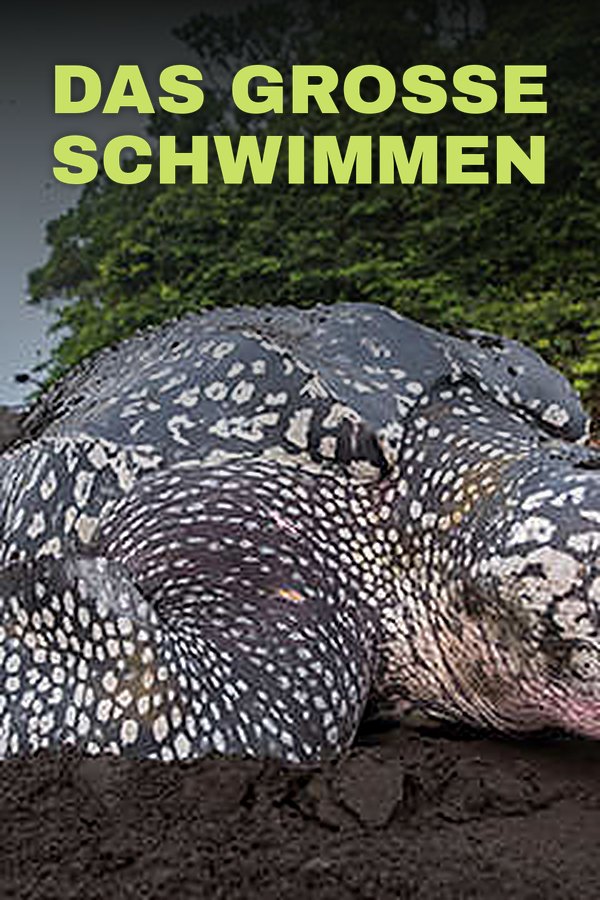 Das große Schwimmen