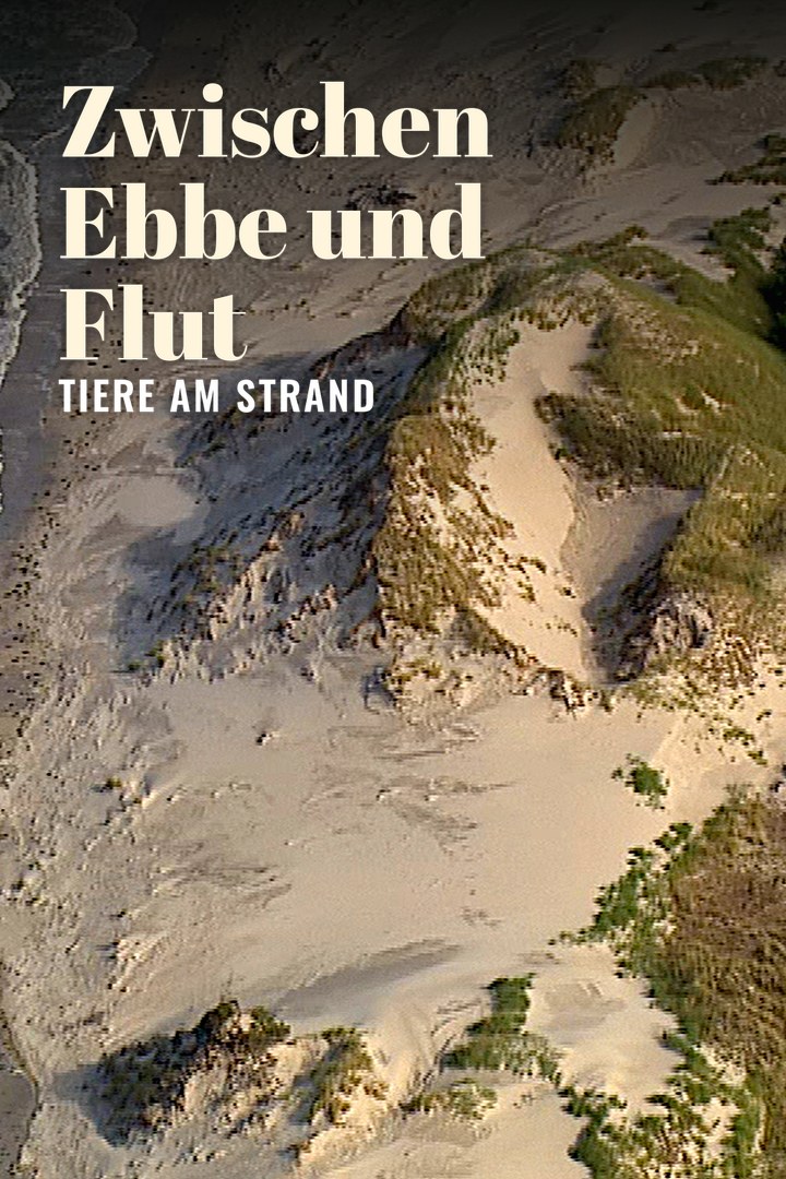 Zwischen Ebbe und Flut - Tiere am Strand