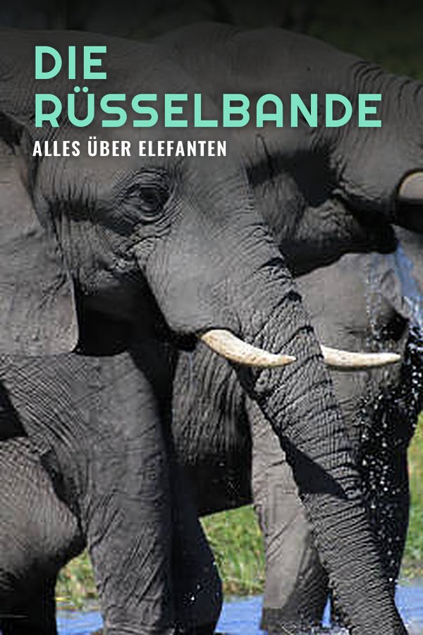 Die Rüsselbande - Alles über Elefanten
