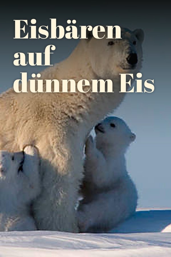 Eisbären auf dünnem Eis