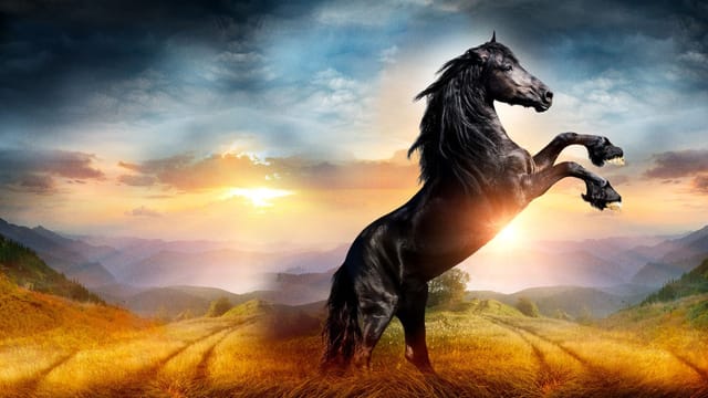 Black Beauty kostenlos streamen | dailyme