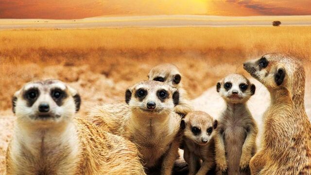 Die Erdmännchen Babies entdecken die Welt kostenlos streamen | dailyme