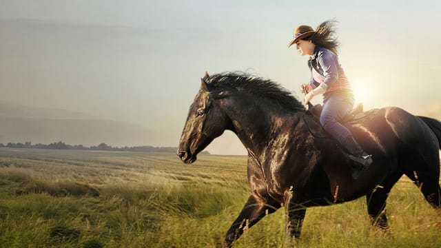 Midnight Stallion: Der König der Pferde kostenlos streamen | dailyme
