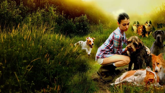 Dog Lover – Vier Pfoten für die Wahrheit kostenlos streamen | dailyme