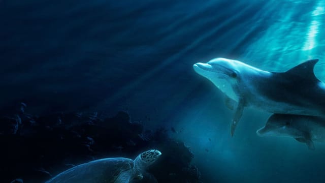 Dolphins in the Deep Blue Ocean kostenlos streamen | dailyme
