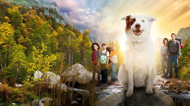 Pluto - Ein Schutzengel auf vier Pfoten kostenlos streamen | dailyme