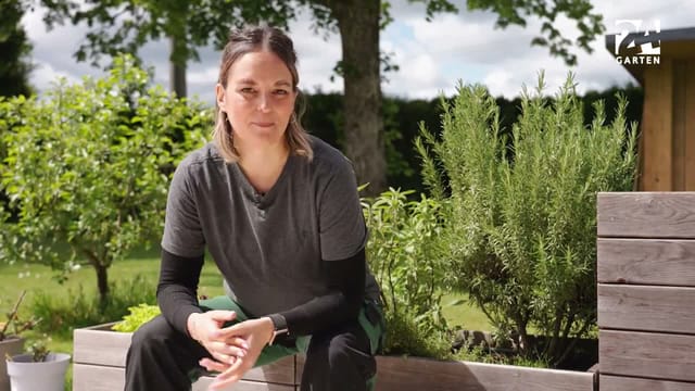 Welche Kräuter passen im Beet zusammen?