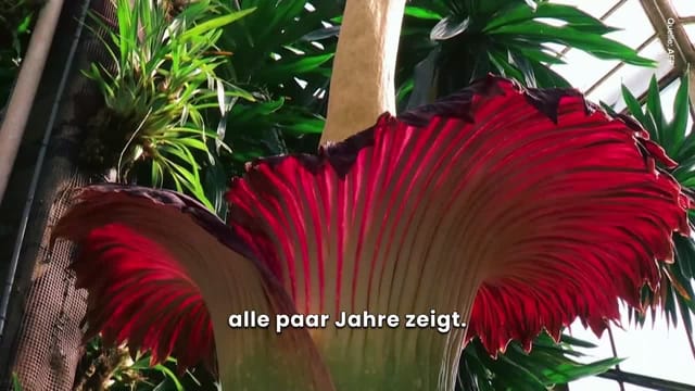 Gigantische „Leichenblume“ blüht in London