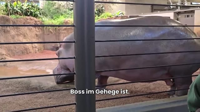 Zoo-Attacke im Video: Nilpferd Happy zeigt wer der Boss ist.