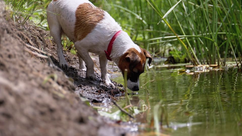 Warum Hunde Pfützen meiden sollten