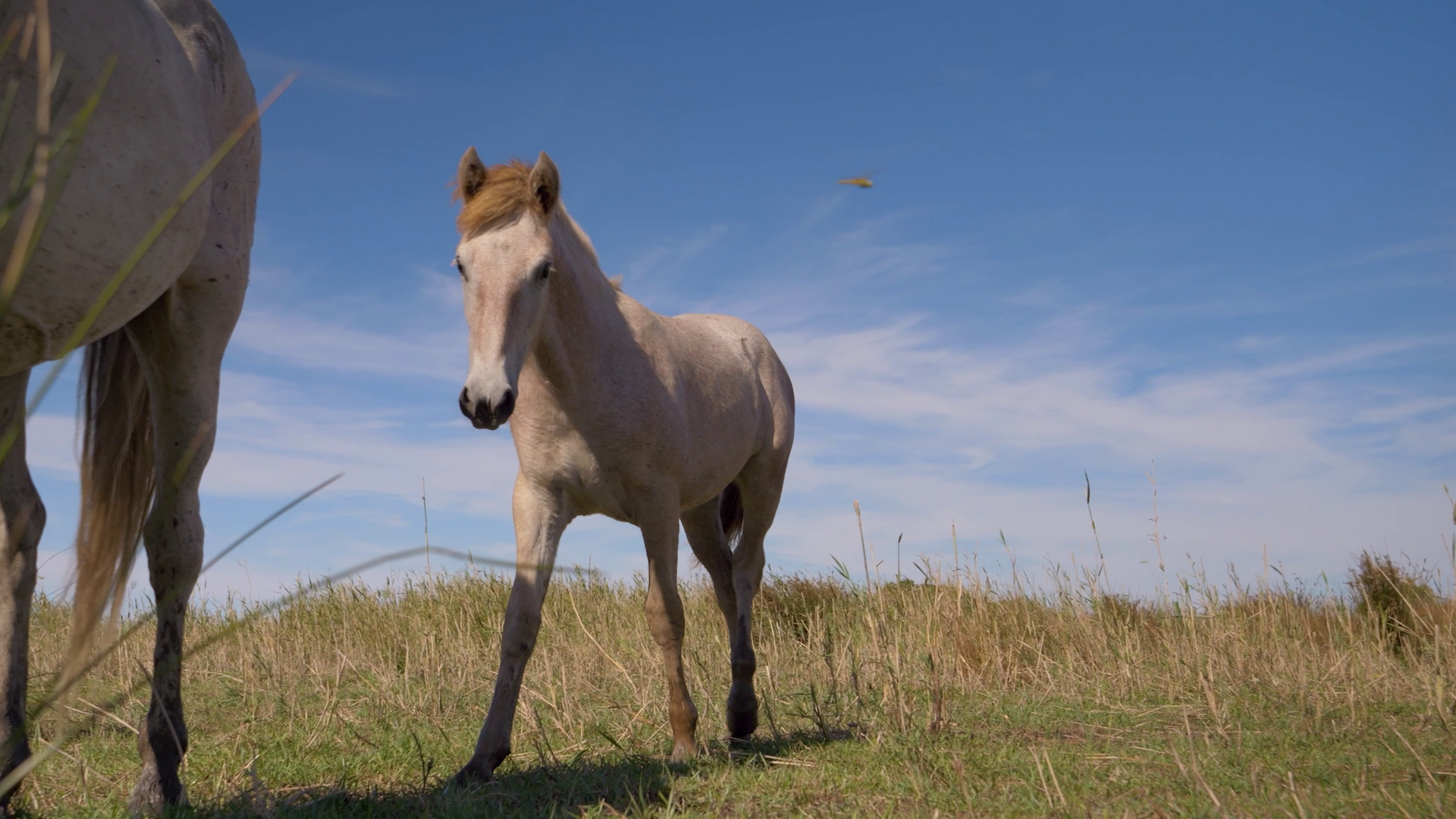 Ab wann darf man ein Pferd reiten?