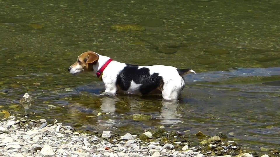Hunde: Trinken aus Seen und Flüssen