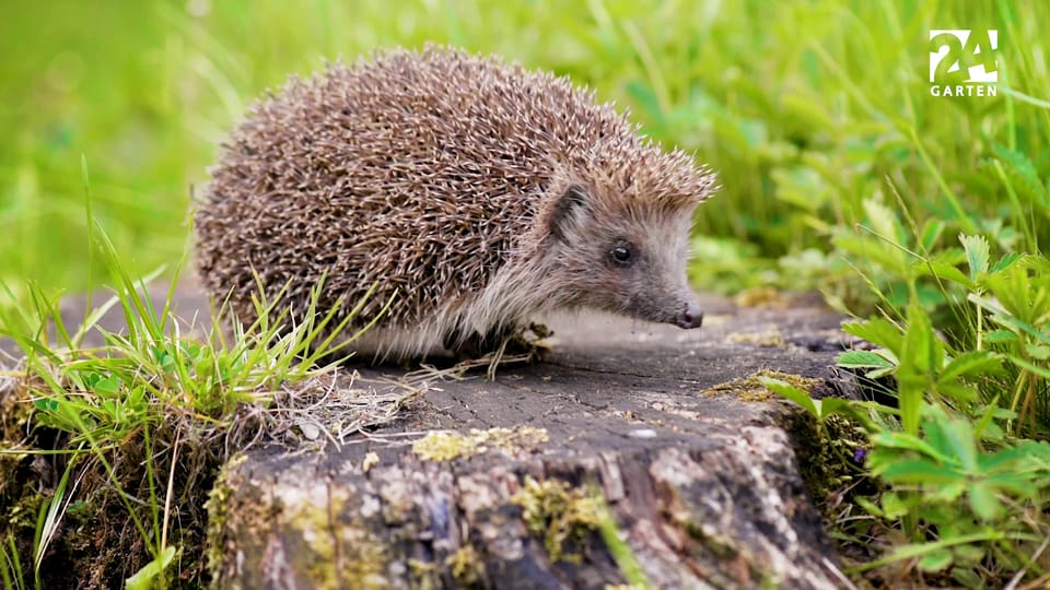 Häufige Igel-Irrtümer