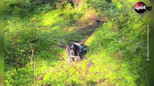 Too happy and he falls asleep: Gösta the Cocker Spaniel Goes Viral
