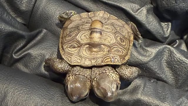 Two-headed turtle discovered
