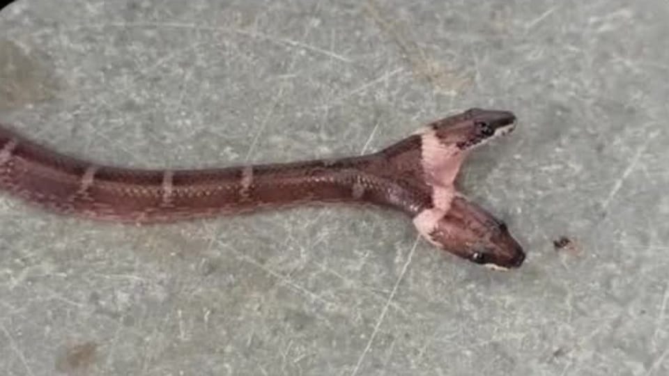 Two-headed snake discovered