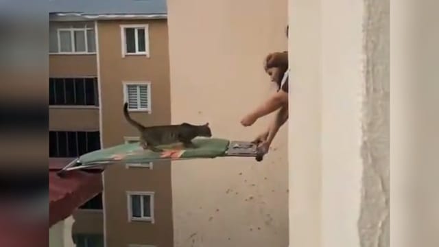Katze mit Bügelbrett von Hausdach gerettet