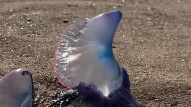 Hochgiftig: Angespülte Quallentiere sorgen für Strandsperrung