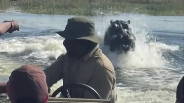 Aggro-Nilpferd verfolgt Touristenboot