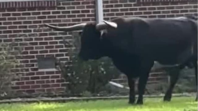 Wie im Wilden Westen: Beamte jagen Stier zu Pferd und mit Lasso