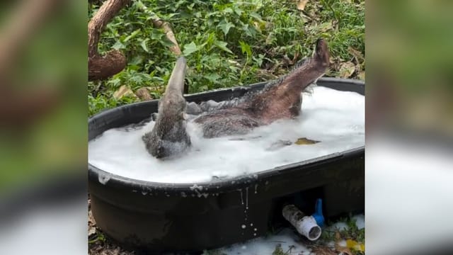 Ameisenbär nimmt Schaumbad und wird zum Internet-Hit