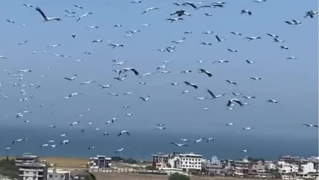 Naturschauspiel: Hunderte Störche erobern den Himmel