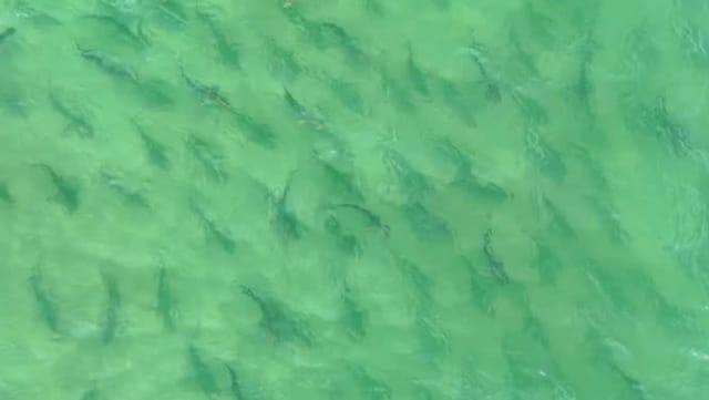 Beeindruckende Aufnahmen: Hunderte Haie schwimmen im Schwarm