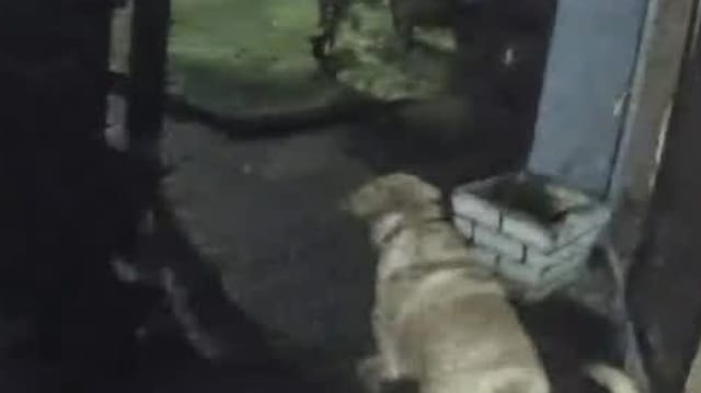 Von wegen bester Freund: Labrador verrät sein Herrchen an die Polizei