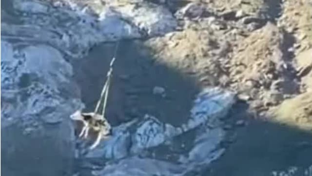 Ungewöhnliche Rettung: Kuh wird per Hubschrauber ins Tal geflogen